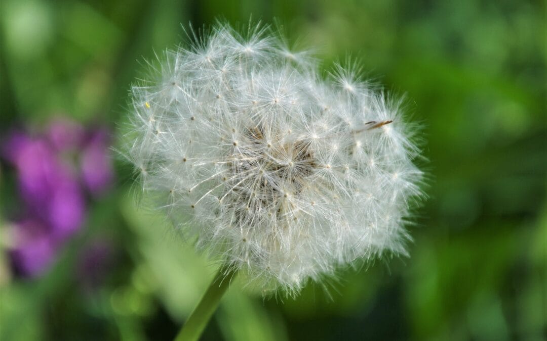 november 2017 spendenanlass für oho