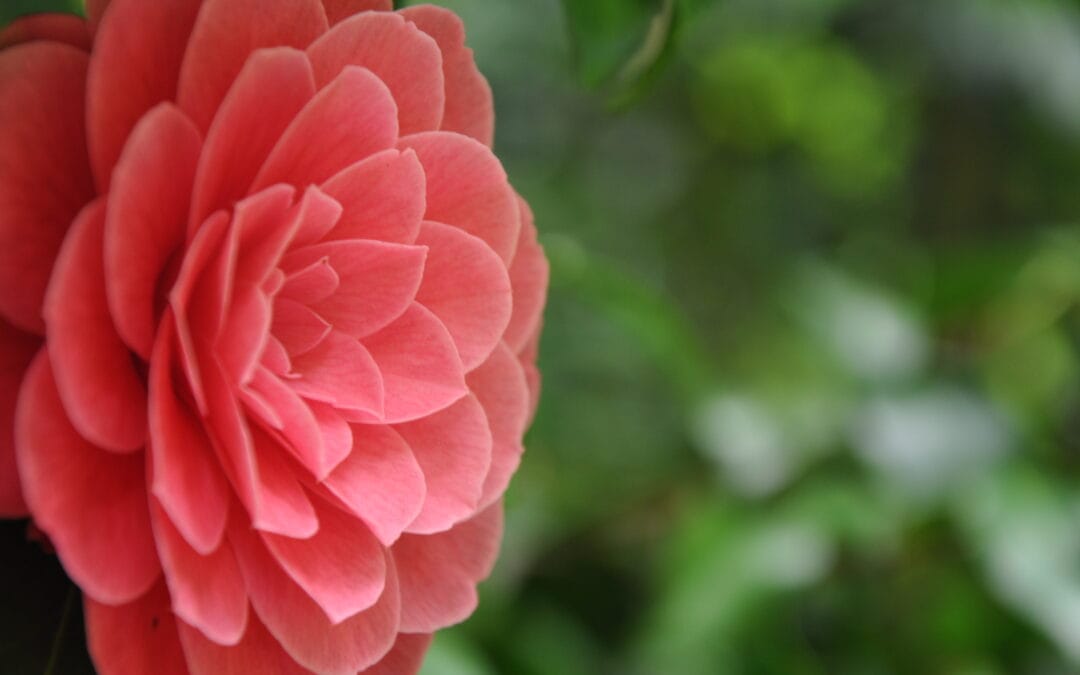 november 2018 spendenanlass für oho